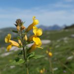 Mimule (Mimulus guttatus) : surmonter les peurs connues avec les fleurs de Bach