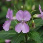 Impatience (Impatiens glandulifera) : retrouver calme et tolérance grâce à cette fleur de Bach