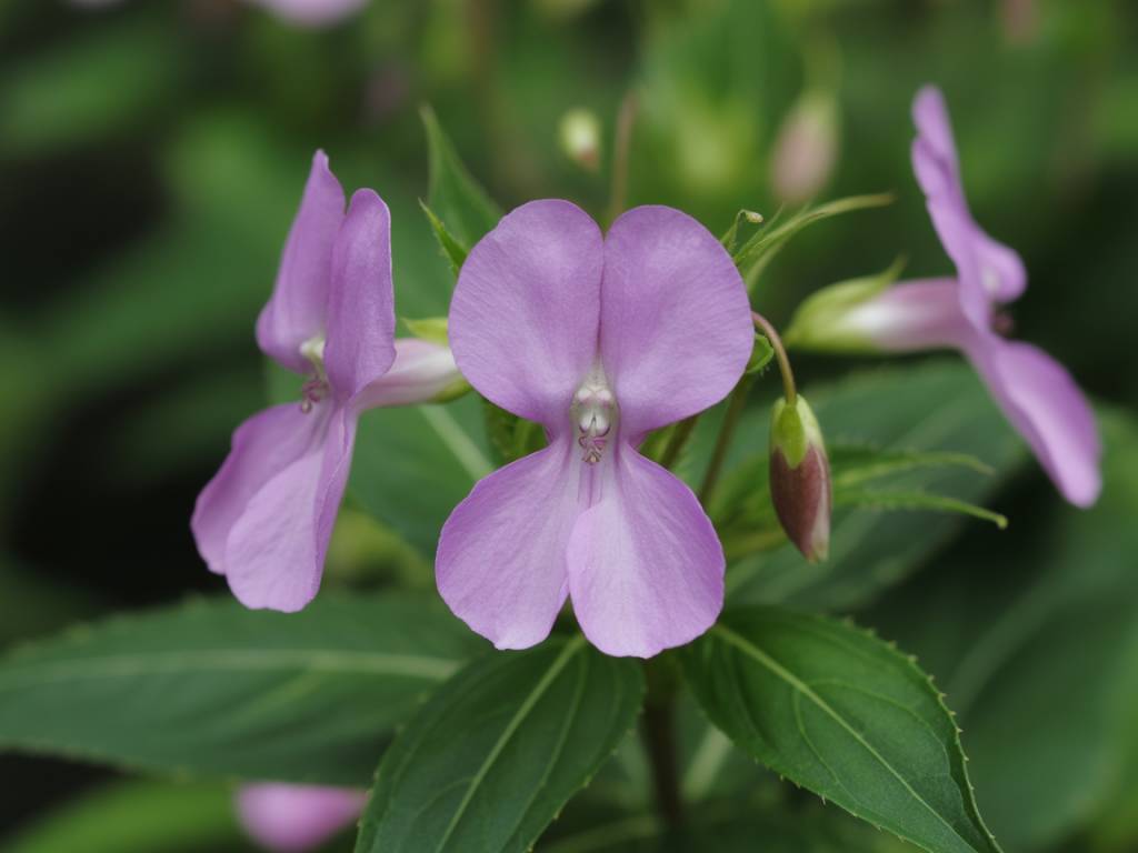 Impatience (Impatiens glandulifera) : retrouver calme et tolérance grâce à cette fleur de Bach