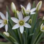 Étoile de Bethléem (Star of Bethlehem, Ornithogalum umbellatum) : apaiser les chocs émotionnels avec cette fleur de Bach