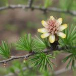 Mélèze (Larch, Larix decidua) : cultiver la confiance en soi avec cette fleur de Bach