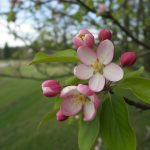 Bourgeon de pommier sauvage (Crab Apple, Malus sylvestris) : la fleur de Bach pour retrouver une relation plus sereine à soi-même