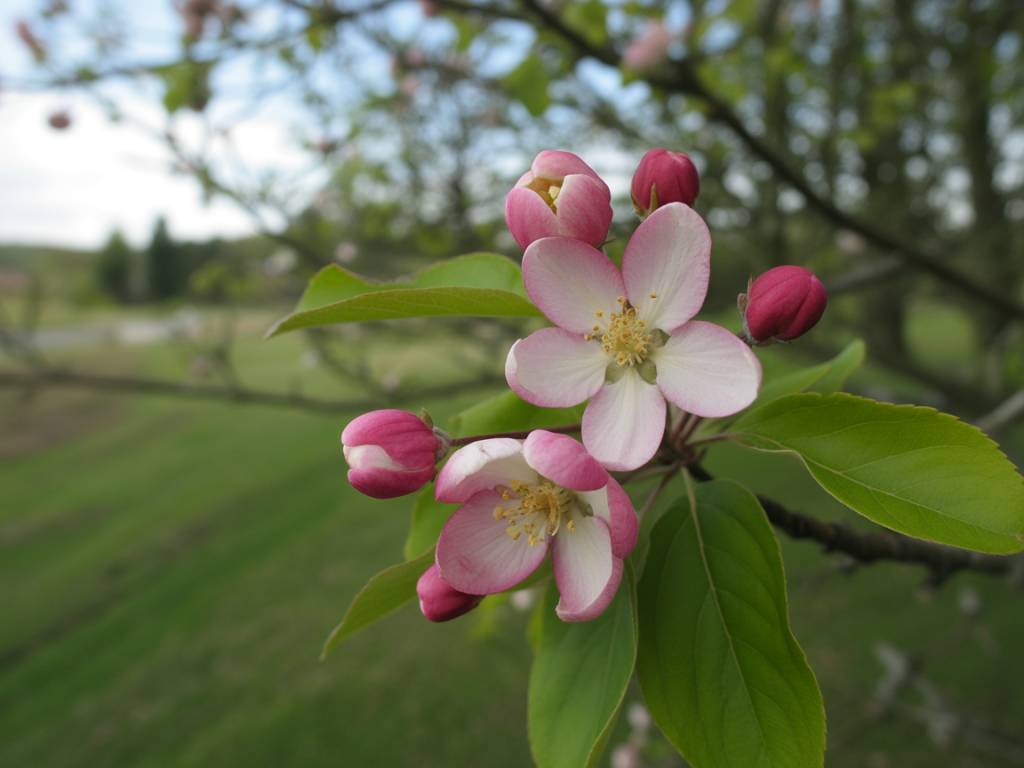 Bourgeon de pommier sauvage (Crab Apple, Malus sylvestris) : la fleur de Bach pour retrouver une relation plus sereine à soi-même