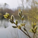 Saule (Willow, Salix vitellina) : comment cette fleur de Bach aide à dépasser l’amertume et le ressentiment