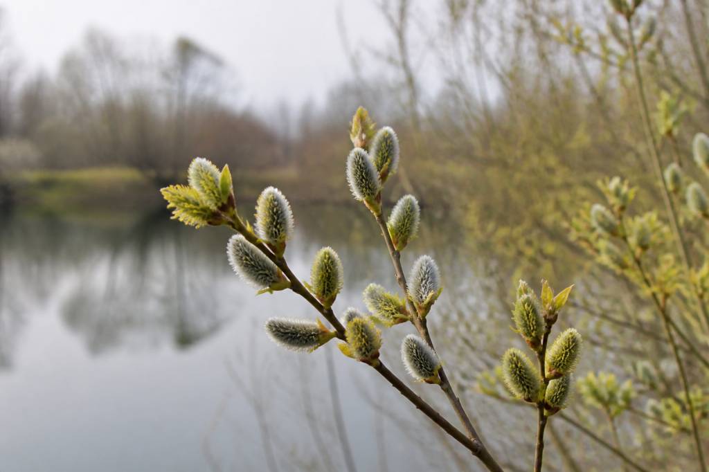 Saule (Willow, Salix vitellina) : comment cette fleur de Bach aide à dépasser l’amertume et le ressentiment